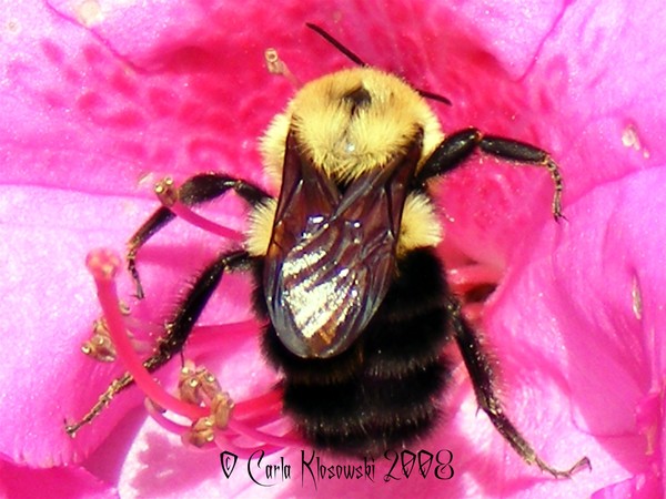 Bumble in Azalea