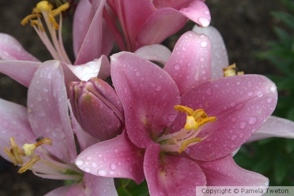 Rain Lillies