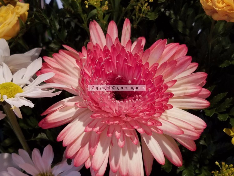 Floral  