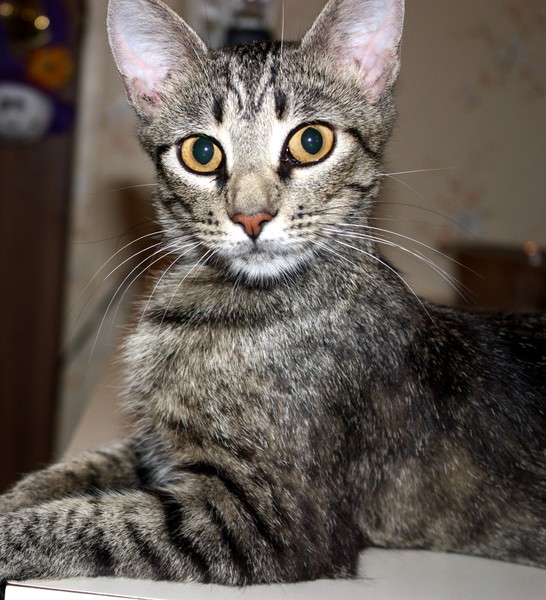 MaMa Cat 