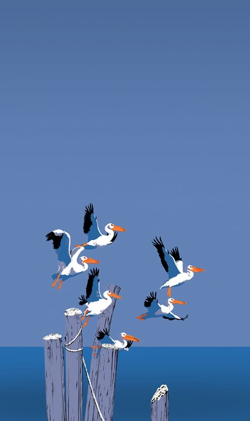 Pelicans In Flight Custom Phone Case Art