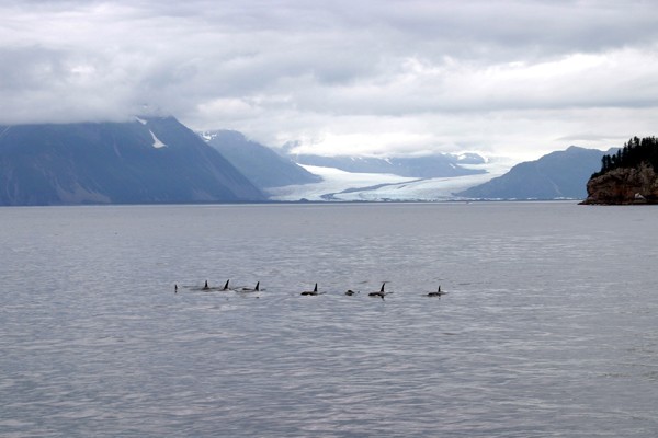 Orca Pod