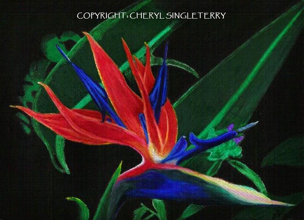 Bird of Paradise