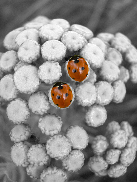 ladybug