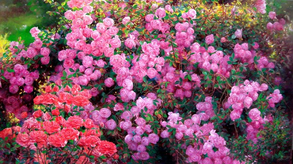 Rose garden 9 