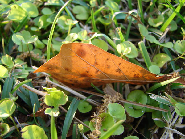 Lonely Leaf