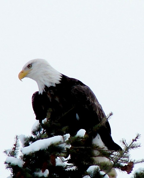 Bald Eagle #2