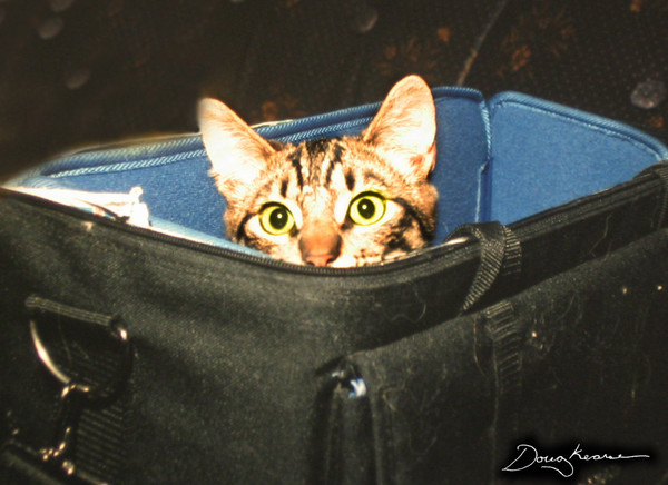 Cat_in_a_bag