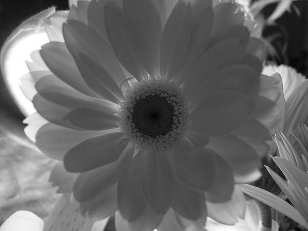 Transparent petals