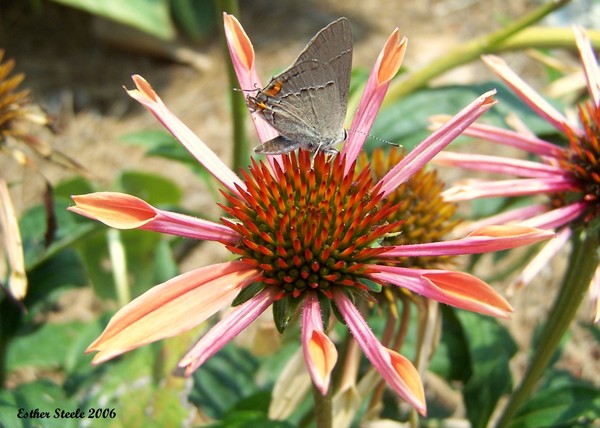Flowers and Butterflies