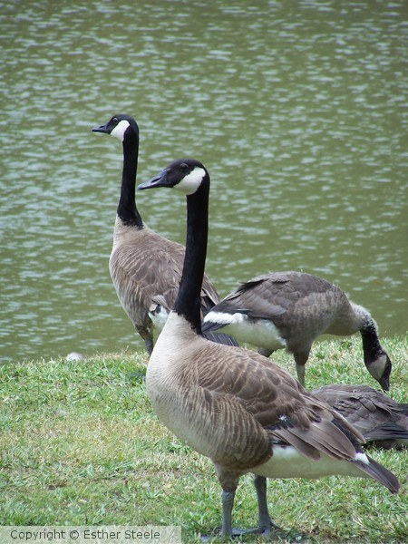 Geese