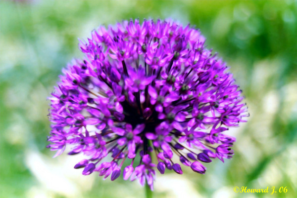 Purple Haze