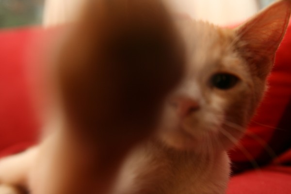 Van Gogh the Cat says 