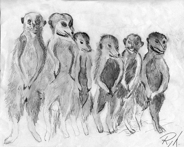 Meerkats