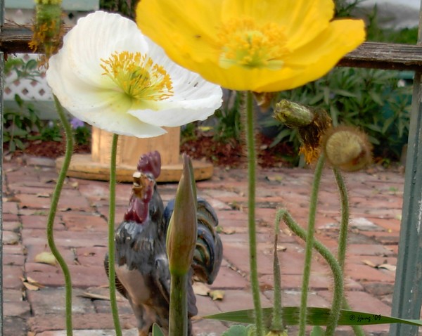 Poppy-Cock-A-Doodle