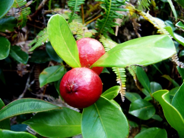 Red Fruits