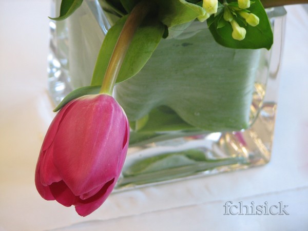 Soul_of_a_tulip