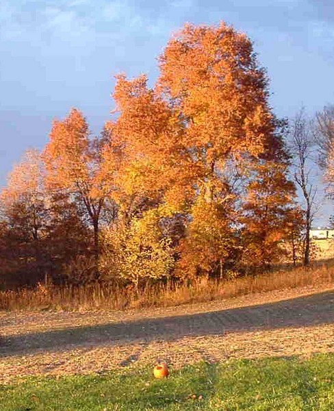 It's fall