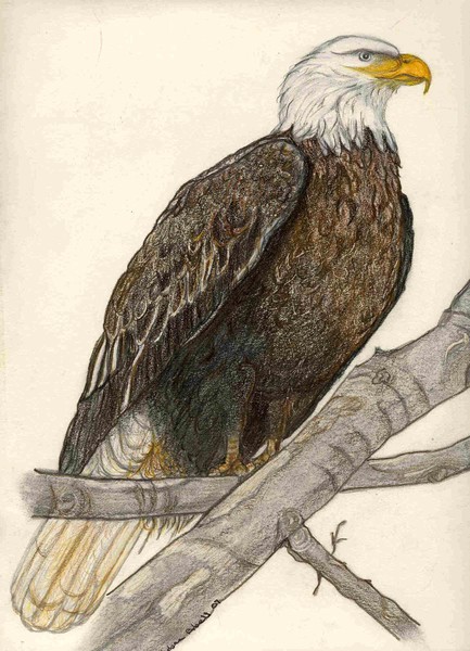 Perched