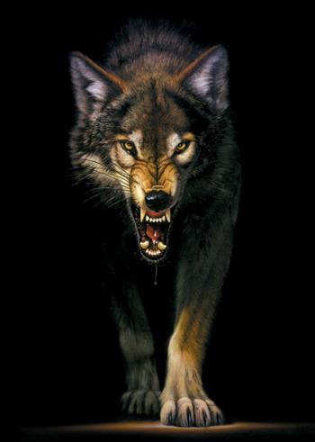 Prowling Wolf