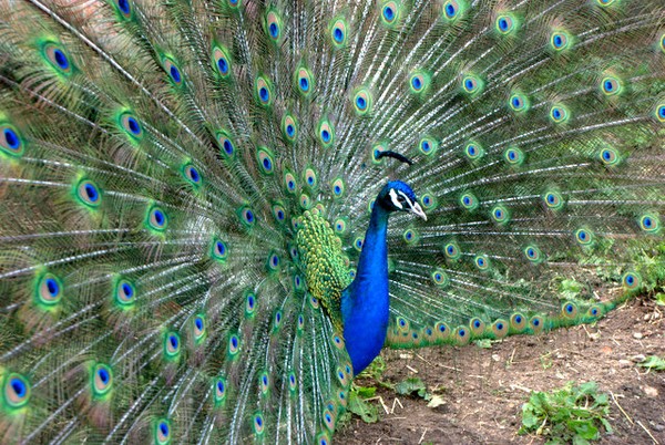 Peacock