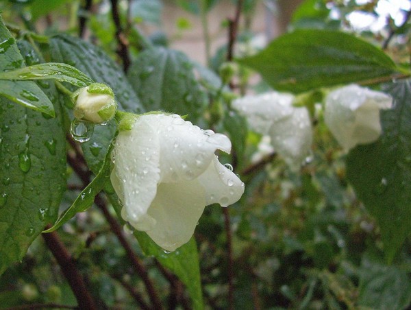 Crieing Buds