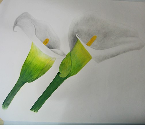 Calla Lilly