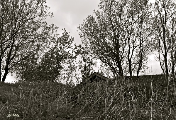    A  B/W Beauty !