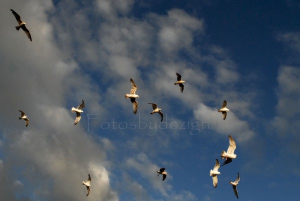 Flock of Seagulls