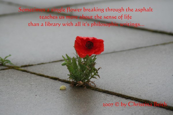 The sense of life...