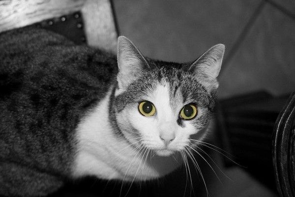 My two little green eyed girls 