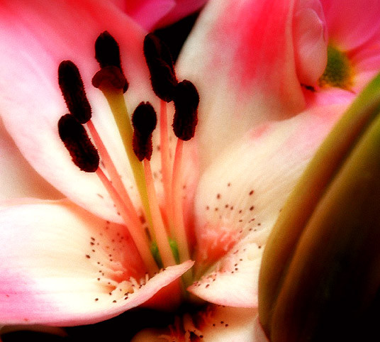 Lily Stamen