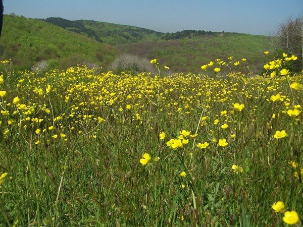 flower land