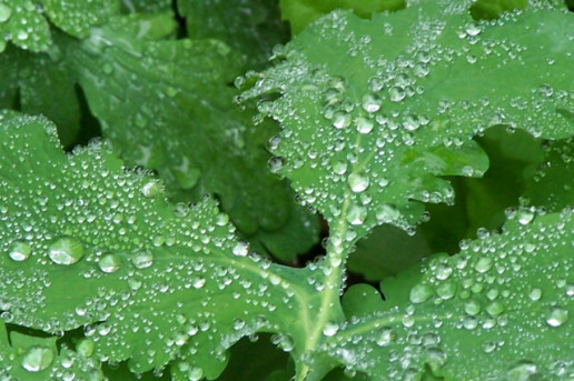 Tranquil Dew