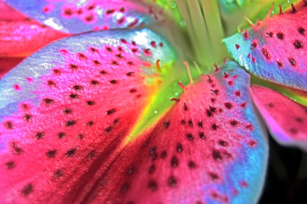 Wild Lily