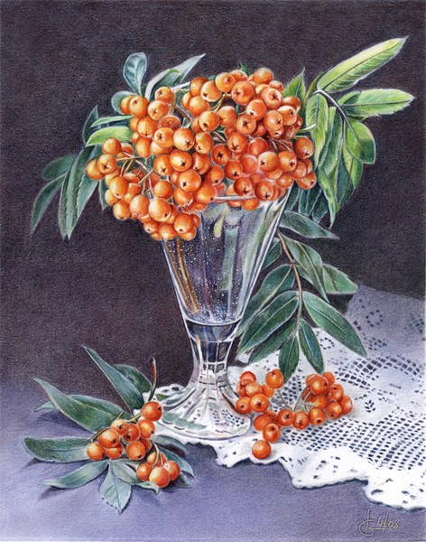 Mountain Ash 