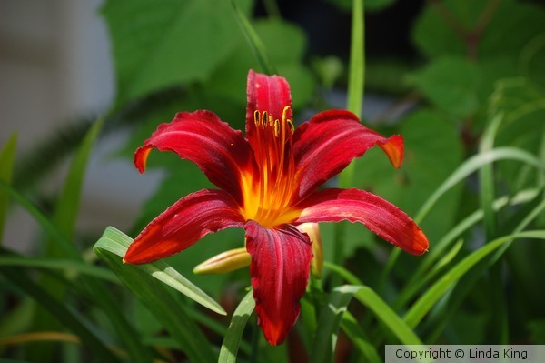 RED DAY LILY