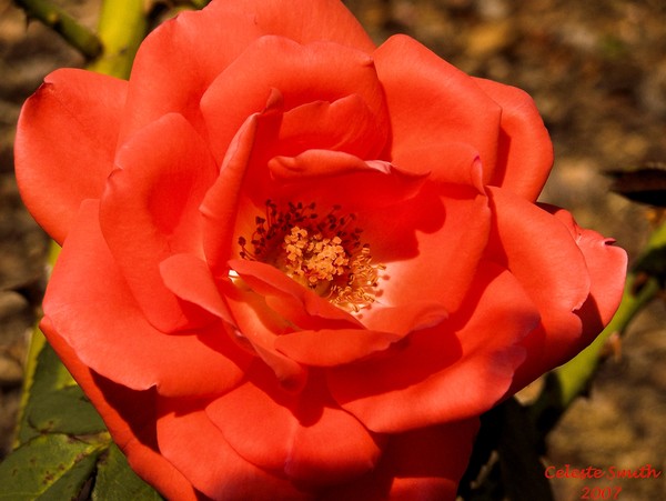 Pfeiffer Rose 6