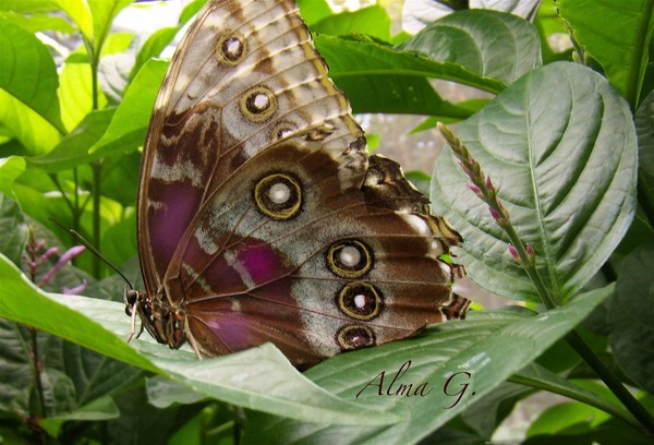 Butterfly world