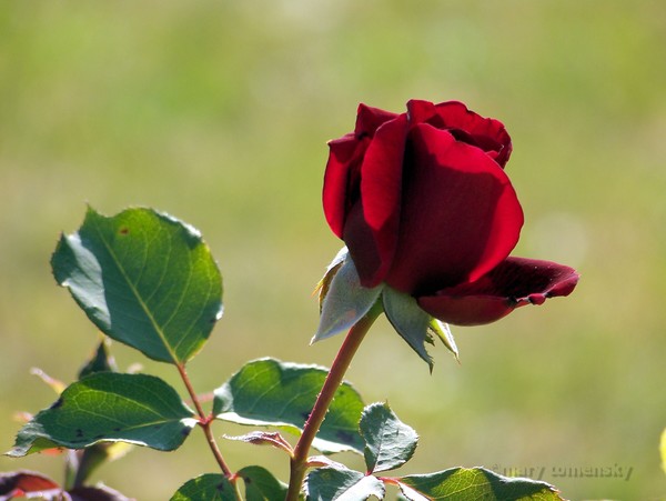 Like Red On A Rose