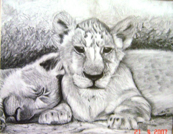 Lion cub