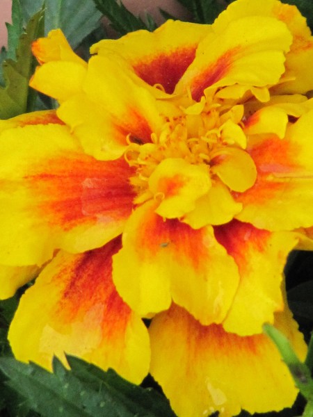 Sunburst
