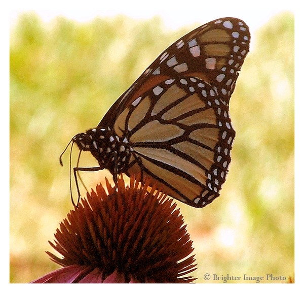 The Mighty Monarch