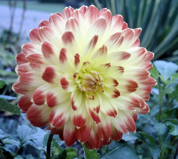 November Dahlia