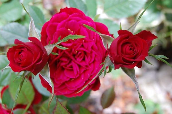 Ruby Red Roses