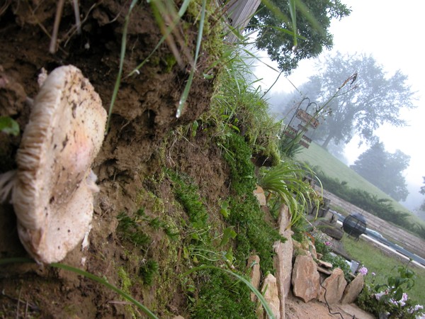 Foggy Mushroom