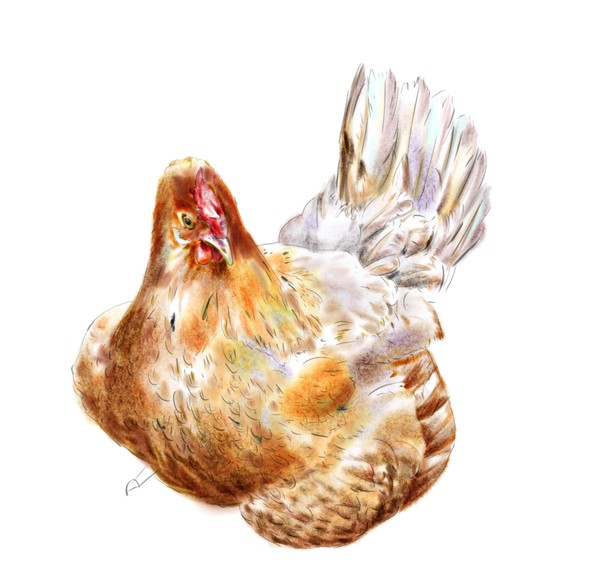 hen