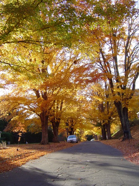 Autumn morning
