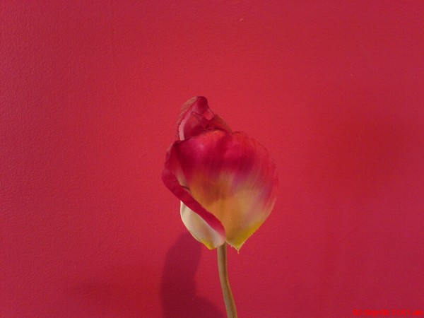 LILLY LILLY PINK AND SILLY