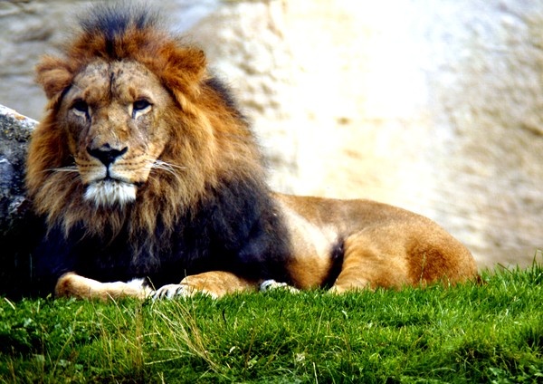 the king